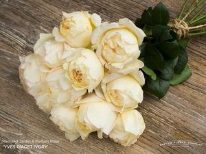 ROSE YVES PIAGET IVORY 50